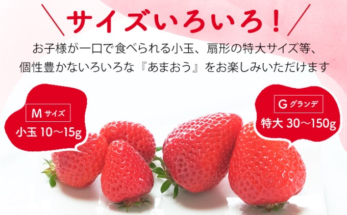 訳あり いちご 2024年2月下旬より発送 あまおう サイズ色々 6パック 約1.71kg 配送不可 離島