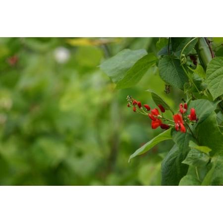 ふるさと納税 花嫁ささげ缶詰め(3缶セット) KBJ001 福島県北塩原村