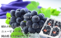 ニューピオーネ 3房～6房 約2kg  岡山県産 葡萄 ぶどう 果物 フルーツ 2023年 先行予約