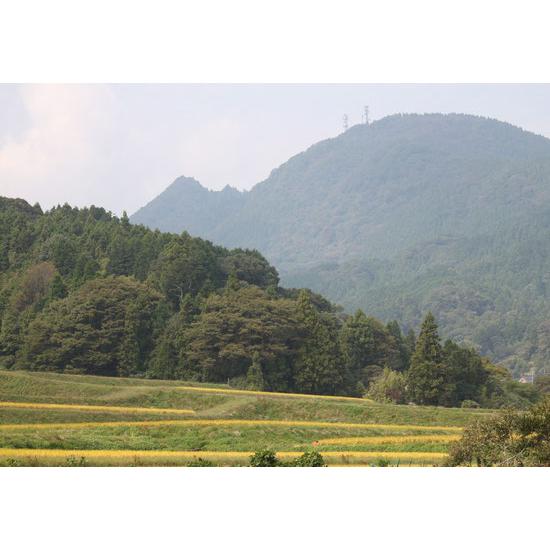 大分県産 ひのひかり 玄米 １０ｋｇ ヒノヒカリ