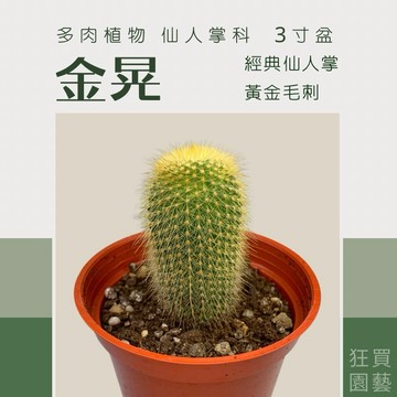 [狂買園藝] 仙人掌 金晃 3寸盆 經典黃金仙人掌🌵 多肉植物 陽台植物 送禮小物 庭院植物