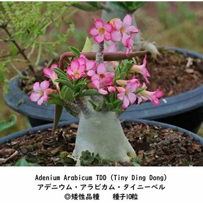 多肉植物 塊根植物 種子 種 アデニウム アラビカム タイニーベル Adenium Arabicum Tdd キョウチクトウ科 種子10粒 通販 Lineポイント最大0 5 Get Lineショッピング