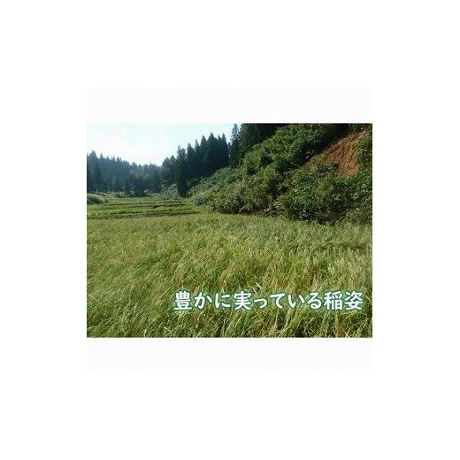 ふるさと納税 新潟県 十日町市 新潟魚沼産 つきあかり新潟魚沼産2kg×５袋