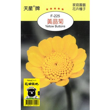 花田綠地種子 黃晶菊