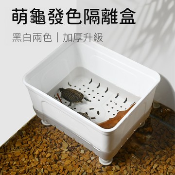 宏洋水族【萌龜發色隔離盒】烏龜盒 飼養盒 烏龜隔離盒 防咬盒 繁殖盒 澤龜 水龜 小烏龜 烏龜缸 爬蟲盒