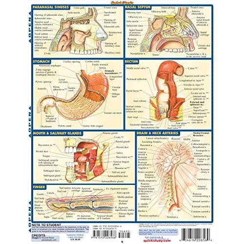 Anatomy (Quick Study Academic)