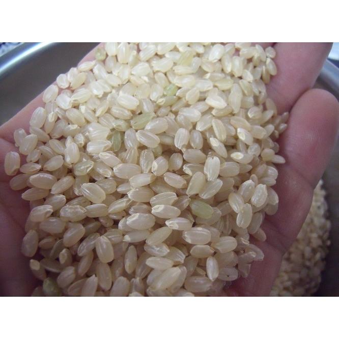 山形県産　無農薬ミルキークイーン 5kg　白米または玄米 　送料無料 ※北海道、沖縄は追加送料かかります。