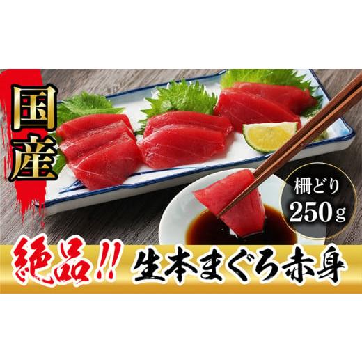 ふるさと納税 福井県 越前市 生本マグロ　赤身 250g（柵どり）