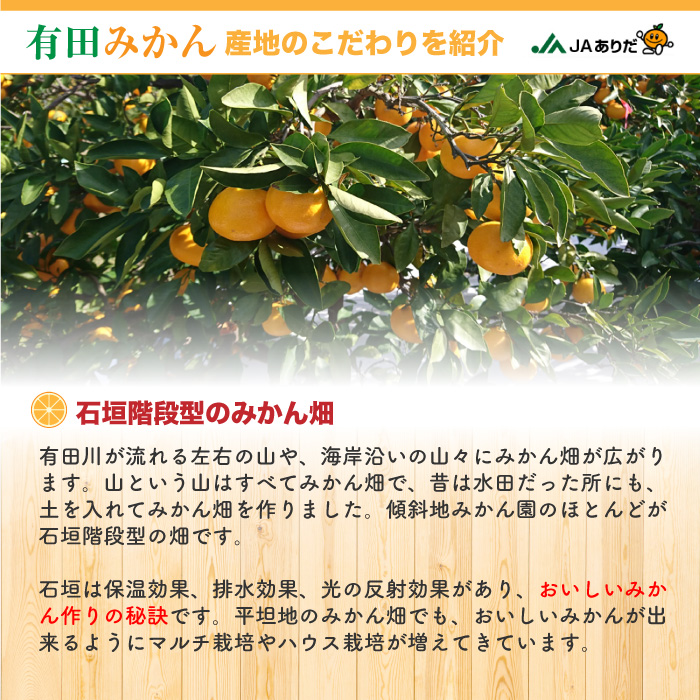 [予約 2023年 11月15日-12月15日の納品] 有田みかん AQみかん 10kg S 和歌山県有田産 JAありだ 高糖度 有田AQ選果場 産地箱 上級品　 冬ギフト お歳暮 御歳暮