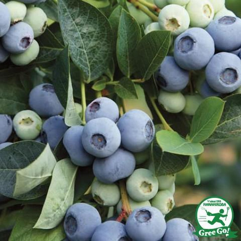 ブルーベリー苗 オニール＆マグノリア大苗2本セット