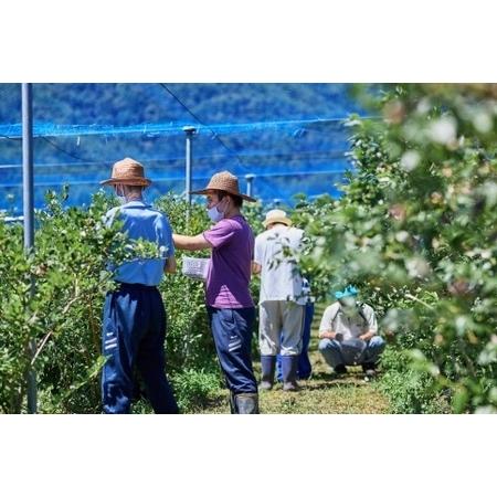 ふるさと納税 Fuji Berry 急速冷凍ブルーベリー1.5kg NSAA009 山梨県鳴沢村