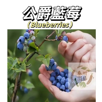 嘉義現貨（公爵藍莓種子BM-3）颗粒大、甜度高、酸度小、风味比较温和，冷藏后口感更佳~@水果種子藍莓種子