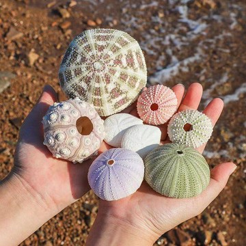 工業品✨ 海邊工業品 天然海膽芯貝殼海螺創意diy地中海北歐裝飾地臺空氣鳳梨多肉花盆