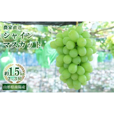 ふるさと納税  シャインマスカット 約1.5kg (2〜3房 秀) 《令和6年9月中旬〜発送》 『生産者おまかせ』 マスカット ぶどう.. 山形県南陽市