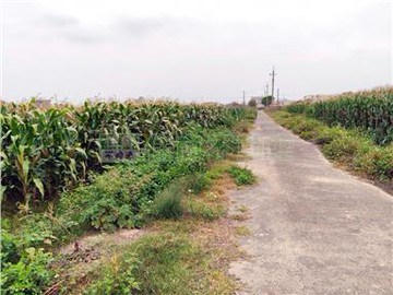 新營姑爺1.2分嘟好農保地｜台南市新營區姑爺