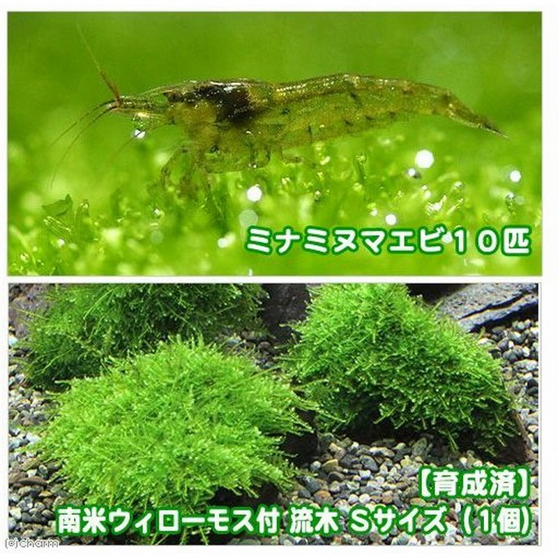 エビ 水草 育成済 南米ウィローモス 流木 ｓｓサイズ 約１０ｃｍ 無農薬 １本 ミナミヌマエビ １０匹 北海道航空便要保温 通販 Lineポイント最大0 5 Get Lineショッピング