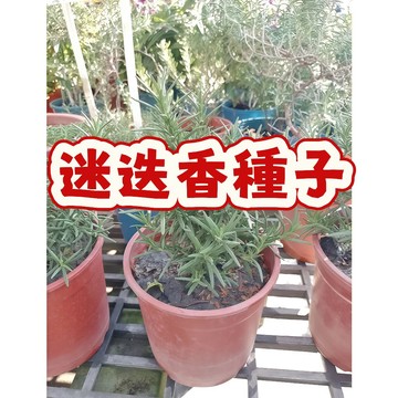 次日達-（迷迭香種子）當季新籽 發芽率高 長勢旺盛 新手易種植 陽台庭院盆栽 #超優惠