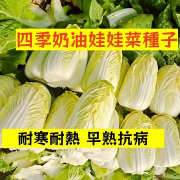 🌱【現貨-隔日到店】四季奶油娃娃菜WWC-7 耐寒耐熱早熟抗病高產白菜 家常蔬菜 黃菜心 四季盆栽快菜#葉菜類蔬菜種子