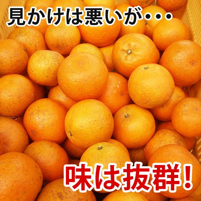 沖縄 たんかん＼タンカン専用皮むき付／沖縄産 タンカン 10kg (優品) 送料無料 産地直送！沖縄オレンジ(沖縄みかん)