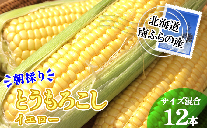 南ふらの産 朝採り とうもろこし (イエロー)12本 北海道 南富良野町 2024年発送 先行予約