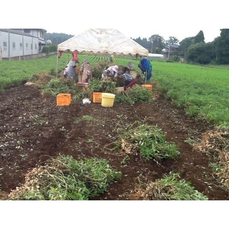 未調理なま落花生 (千葉半立) 2等 500g 千葉県八街産落花生