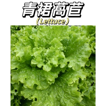 嘉儀現貨（青裙萵苣種子）新手易種 四季播種 葉片厚，嫩脆有光澤，生長快速，適合燒烤包菜 蔬菜 生菜#葉菜類蔬菜種子