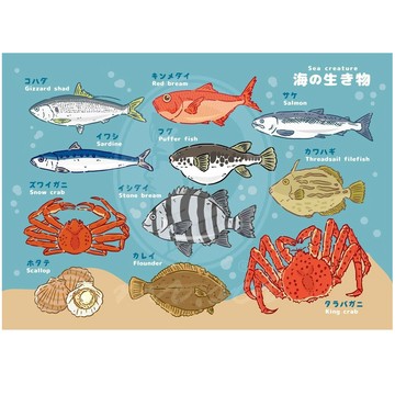 A4圖鑑海報-海底圖鑑(2款)彩色海洋生物/蔚藍深海生物