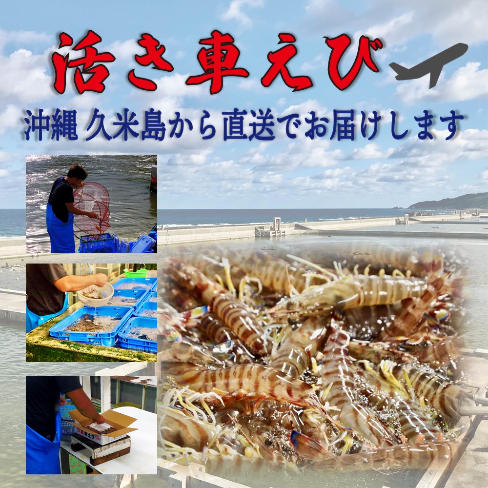 ギフト 期間限定 久米島の活き車えび 500g(15〜25尾)×2P 沖縄 人気 希少 車海老 北海道・離島