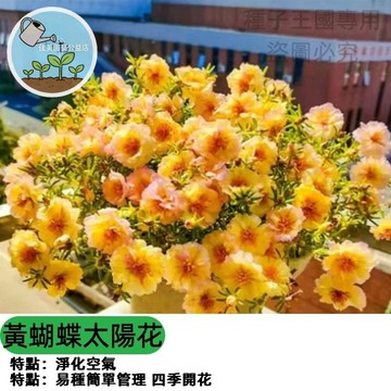 重辦太陽花種子（黃蝴蝶）宿根觀賞花卉四季播種七彩花海~灑下就能活~庭院陽台易種觀花種子#sunflower