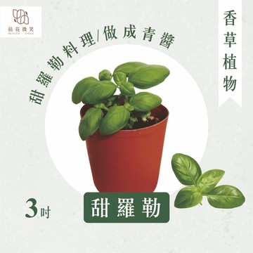 【拈花微笑】甜羅勒｜3吋｜青醬｜香草植物｜食用植物｜調味料｜泡茶飲用｜沙拉｜甜點｜藥用｜精油｜觀賞