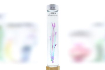 透明生物標本 - 中國銀魚 Salanx chinensis