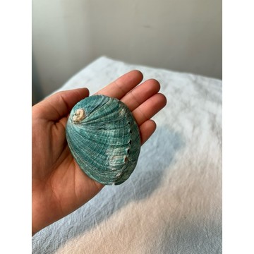 天然藍鮑魚殼 淨化粉 水元素 鼠尾草容器 薰香容器 儀式 祭壇  塔香 聖木 香薰 淨化