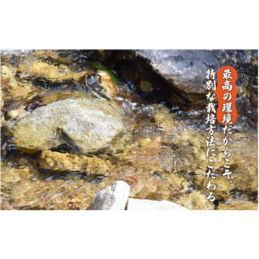 ふるさと納税 島根県 邑南町 特別栽培米コシヒカリ 日貫青笹源流米 10kg（5kg×2袋）令和5年10月よりお届け