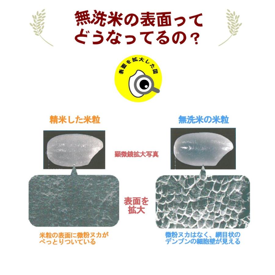 令和５年産新米 送料無料 5kg 九州 宮崎県産「コシヒカリ」5kg×1個 無洗米