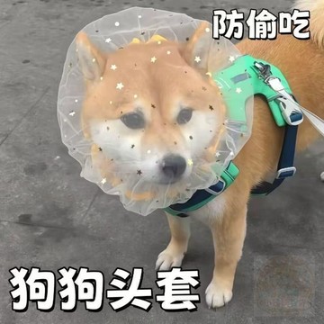 ✅品質把關✅防偷吃亂吃網紗狗狗頭套透明頭套車載套頭防咬防誤食 面罩 防舔嘴套