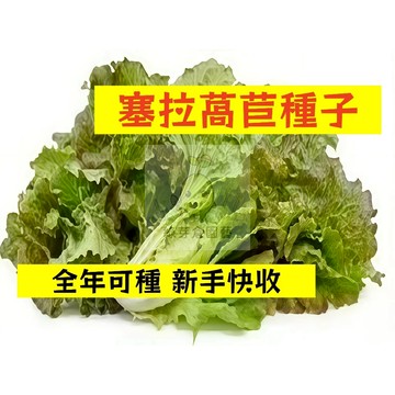 🌱【現貨-隔日到店】塞拉萵苣種子WJ-15 全年可種植 快速收成 高產 快菜種子 生菜 大陸妹菜 盆栽陽台蔬菜種子