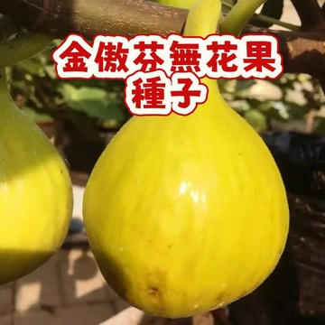 🌱無花果種子whg10金傲芬無花果  營養豐富 口感軟糯 耐寒耐旱易養活 庭院盆栽