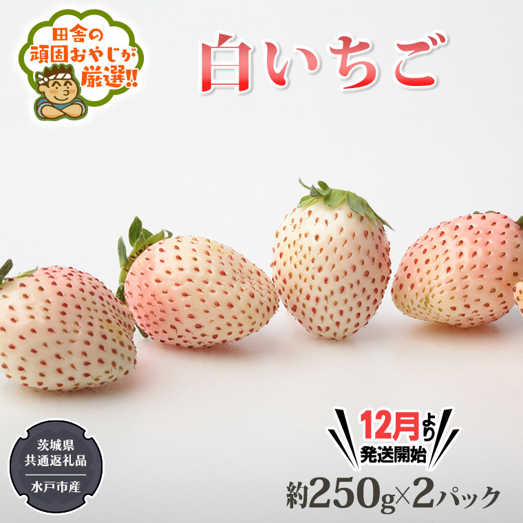 白いちご約250ｇ×2パック（茨城県共通返礼品：水戸市産）田舎の頑固おやじが厳選！ 茨城県 県産 人気 厳選 果物 くだもの 旬 旬の果物 旬のフルーツ 白イチゴ 白いち