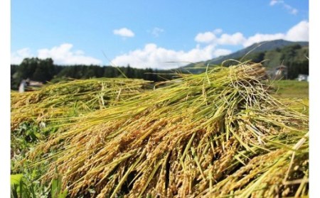 長野県小谷村百姓七人衆のゆめしなの　10kg