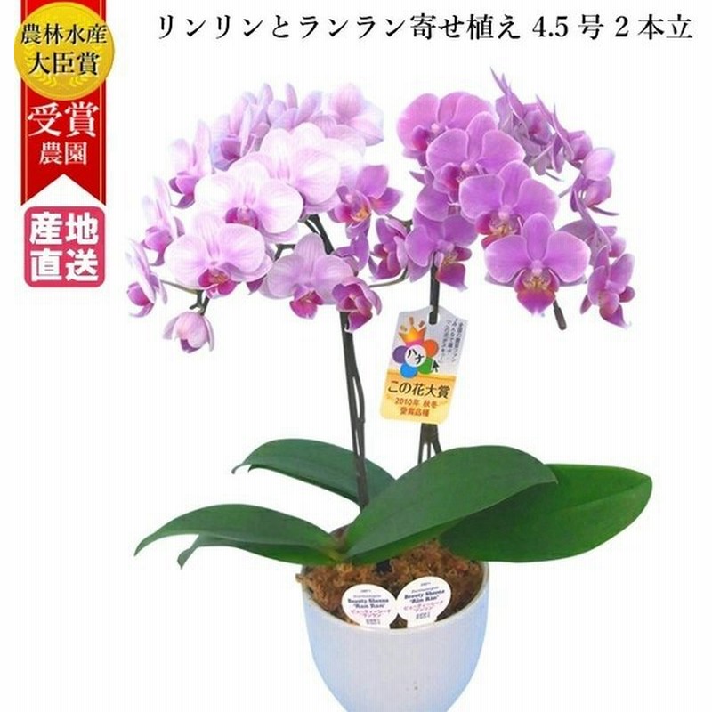 リンリン ランラン 寄せ植え 胡蝶蘭 4 5号 2本立 花 鉢植え 花鉢 鉢花 小さめ 小さい お供え プレゼント ギフト 贈り物 敬老の日 祖父 祖母 通販 Lineポイント最大0 5 Get Lineショッピング