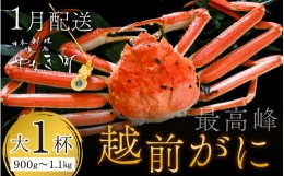 ＜1月発送分＞蟹好きにおすすめ！老舗カニ専門店の「越前ずわいがに」900g～1.1kg×1杯  [J-085022]