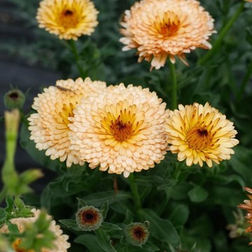 🌻（金盞菊種子）現貨 （60粒裝） 四季長青 大金盞花種子 長生菊花籽 四季花草庭院 發芽率95%以上 盆栽花卉種子