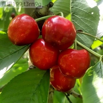 🍒【豐收一號櫻桃種子】（50粒）新種 多年生車厘子種子 肉質較軟，核小多汁，口感爽脆微酸 高產型 庭院陽台盆栽種籽
