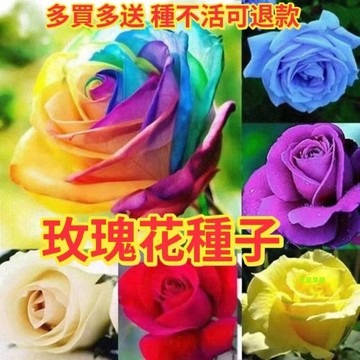綠色家園|🔥玫瑰花種子🍓四季播種 七彩玫瑰花種子 稀有玫瑰花種子 薔薇玫瑰花種子 爬藤玫瑰花種子 本藤玫瑰花種子
