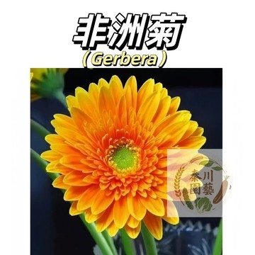 嘉義現貨（30款重辦非洲菊種子） 四季室內外觀賞盆栽花卉種子 易種觀賞懶人大菊花七色花多年生草本花@林木花卉種子