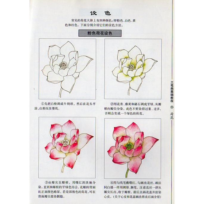 蓮花　工筆画基礎技法　水墨画技法　中国絵画 荷花　工#31508;画基#30784;教程