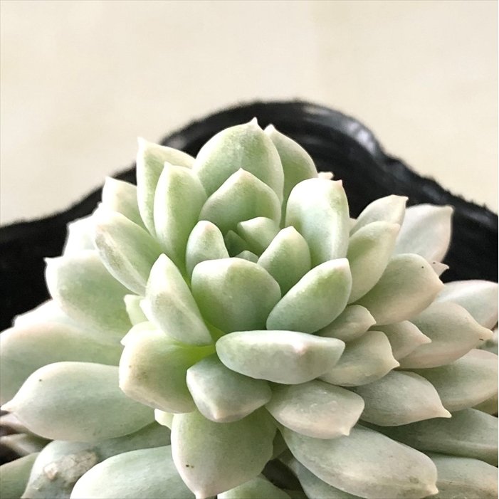 多肉植物 Seエケベリア プロリフィカ錦 多肉植物 エケベリア 9cmポット 通販 Lineポイント最大0 5 Get Lineショッピング
