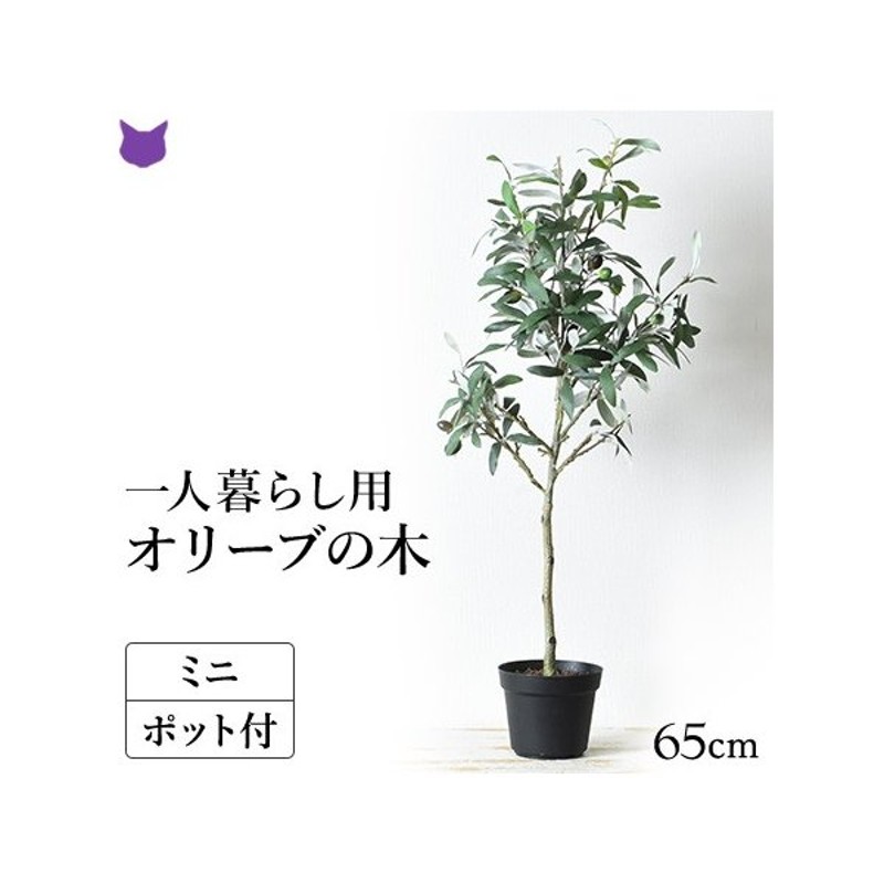 人工観葉植物 オリーブ実付き スクエア陶器鉢 光触媒加工