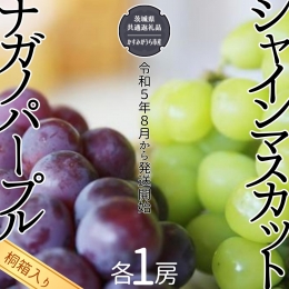  シャインマスカット 1房 と ナガノパープル 1房 （県内共通返礼品：かすみがうら市産） 果物 フルーツ マスカット ぶどう ギフト 贈答 プレゼント 桐箱 [BI340-NT]