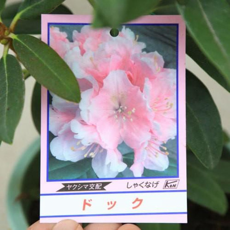 低木】西洋シャクナゲ・濃いピンク花（樹高1.5m）12号スリット鉢付き